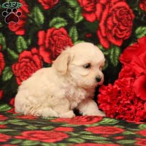 Harper, Morkie-Poo Puppy